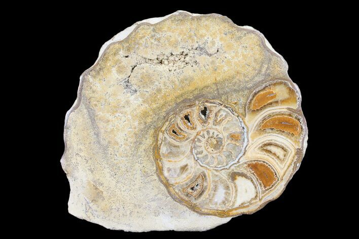 Cut/Polished Calycoceras Ammonite (Half) - Texas #93550